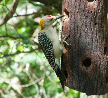 Golden-fronted Woodpecker Santa Ana 1_31_2014